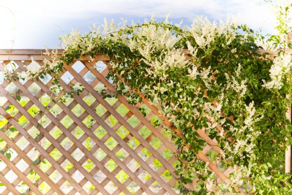 Lattice Repair in Chattanooga
