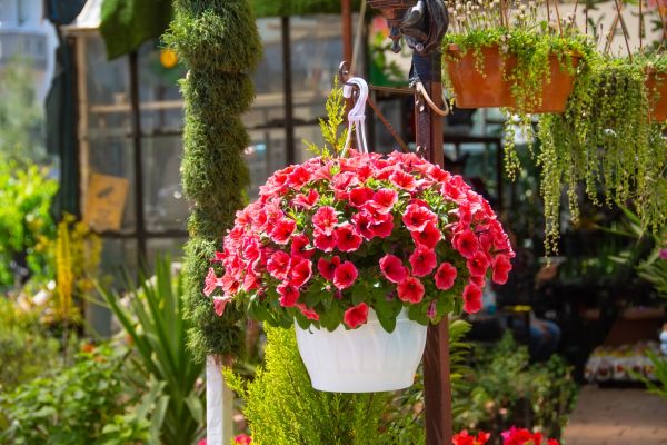 Hanging Planter Installation in Chattanooga