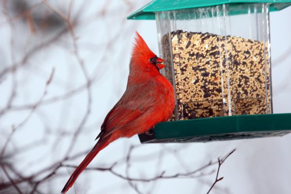 Bird Feeder Hanging in Chattanooga
