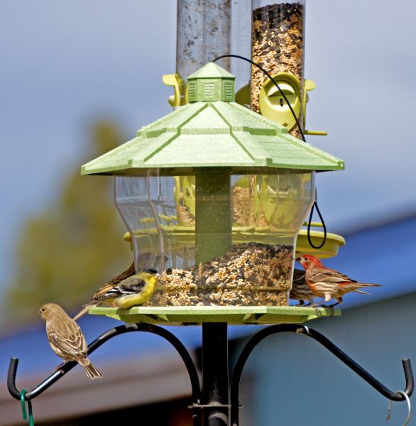 Bird Feeder Installation in Chattanooga